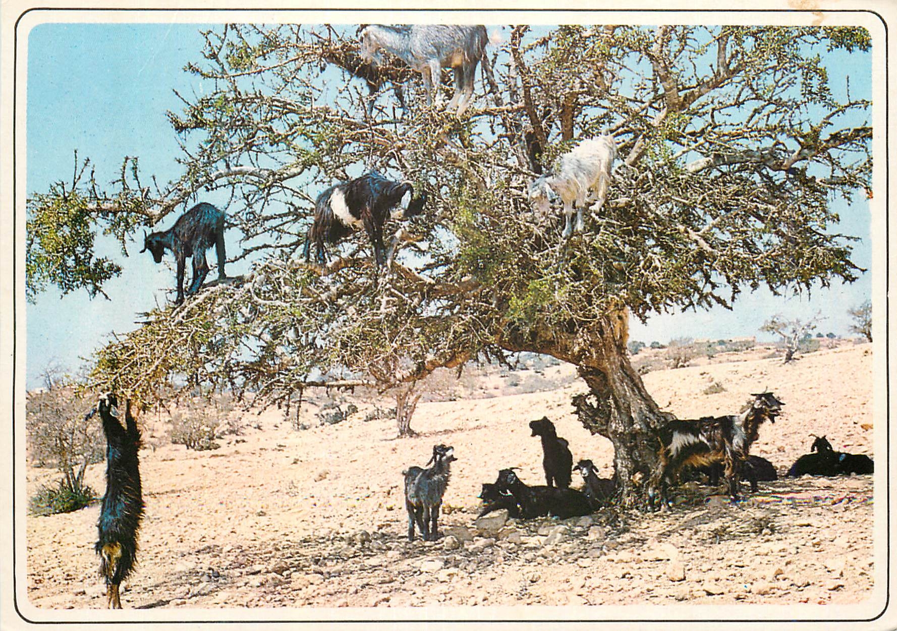 CPM Maroc typique Chevres sur l'arganier