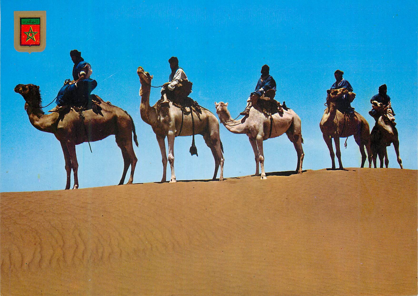 CPM Caravane de meharistas de m'hamid typique maroc Chameaux