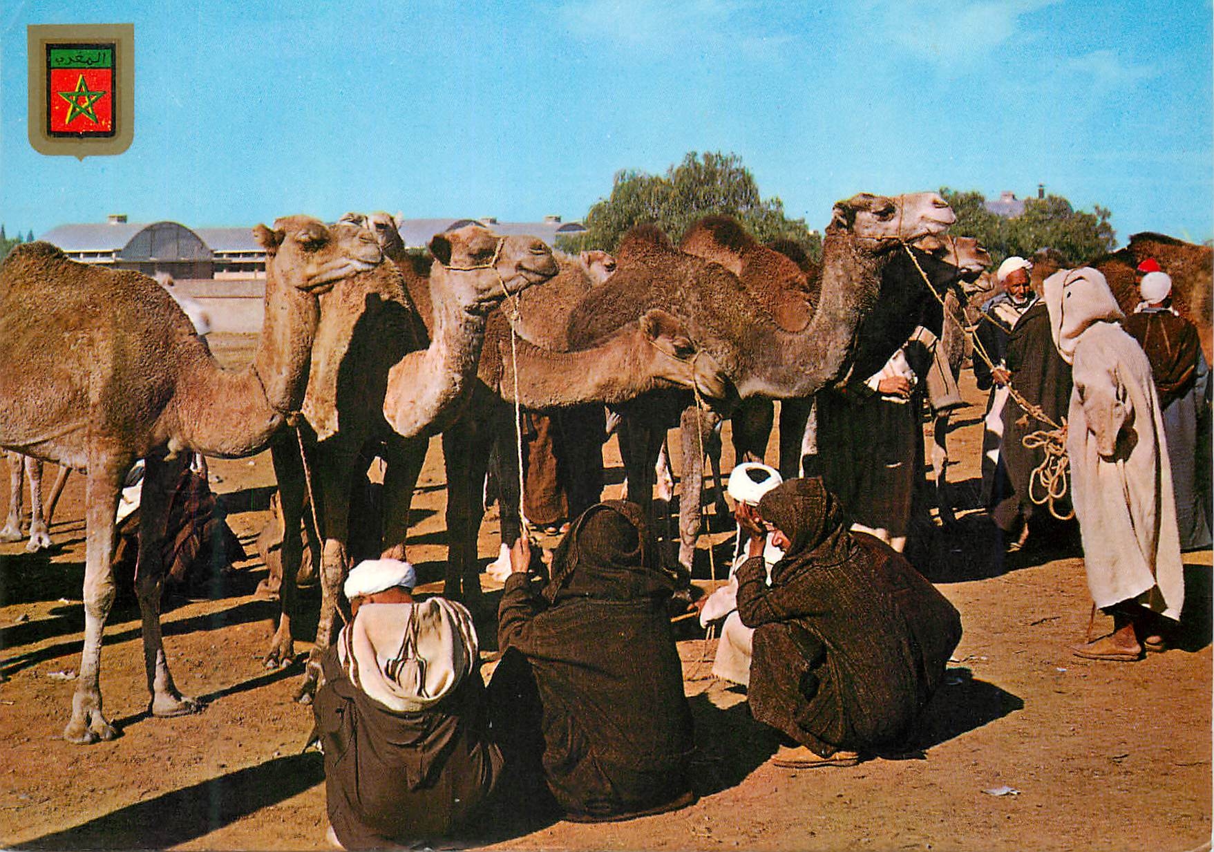 CPM Maroc typique marche au chameaux