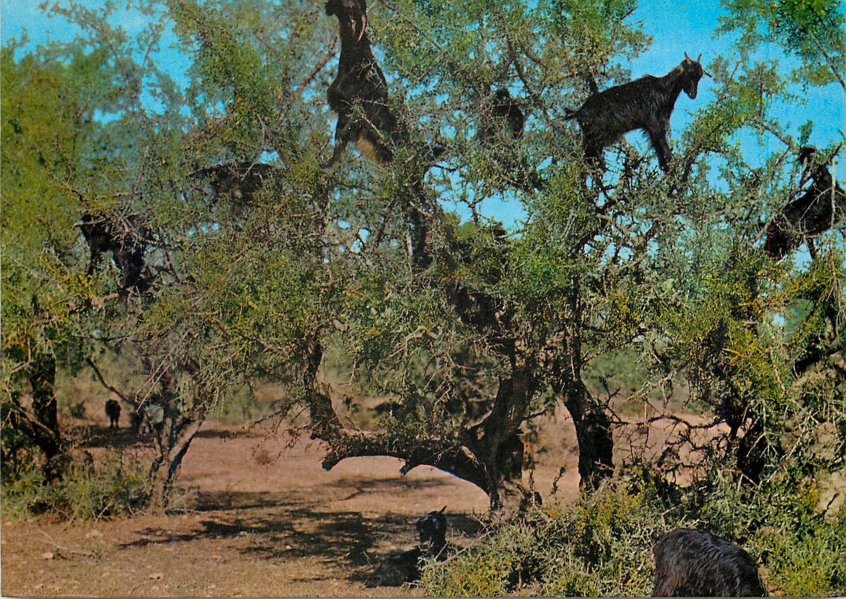 CPM Maroc typique Chevres
