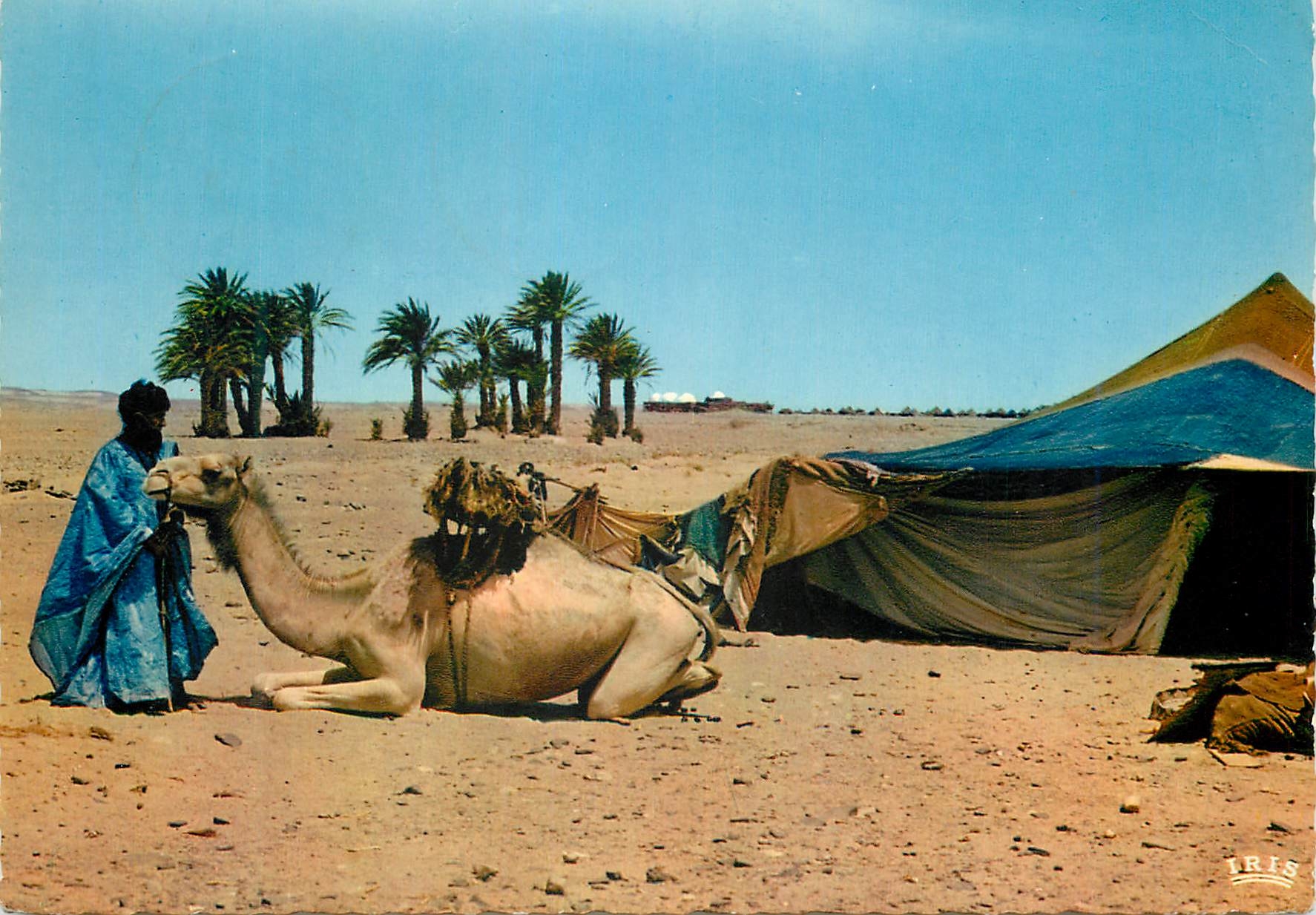 CPM Scenes et types du maroc devant la maimah au tente nomade Chameaux