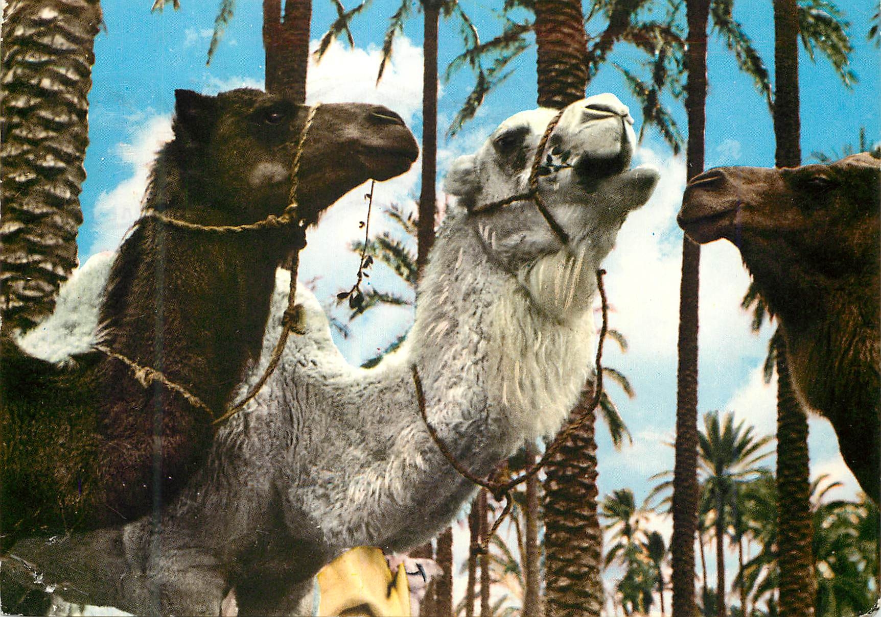 CPM Chameaux du desert