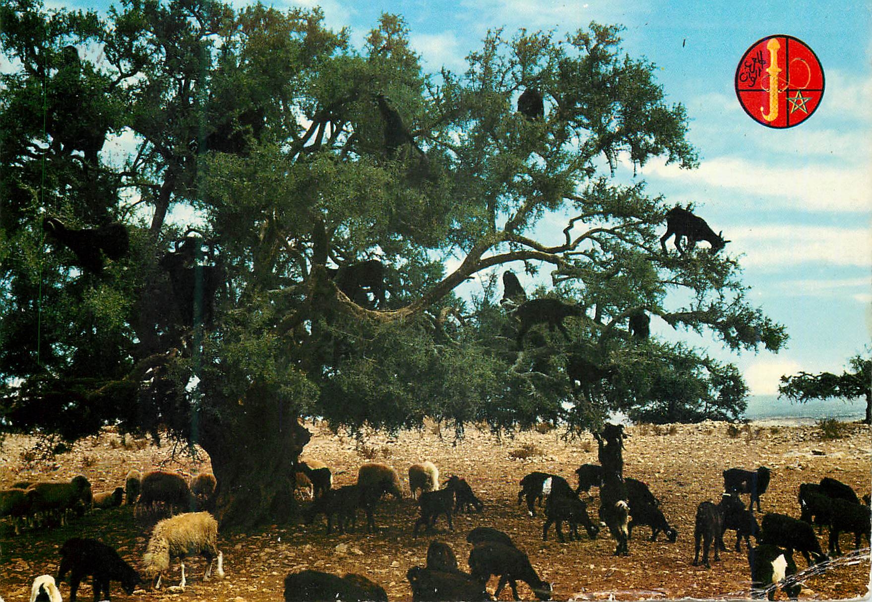 CPM Scenes tipiques morocaines arbre de chevres 
