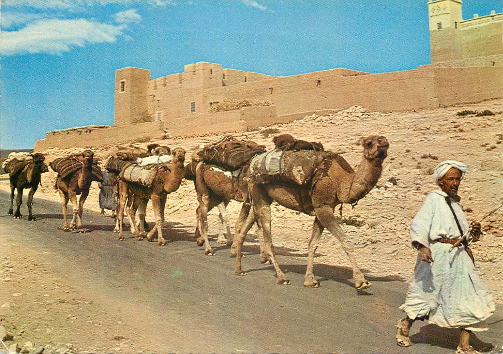 CPM Le maroc pittoresque caravane dans le sud Chameaux