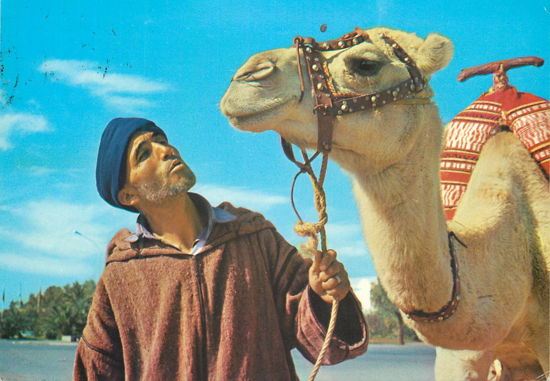 CPM Maroc typique l'homme et le chameaux