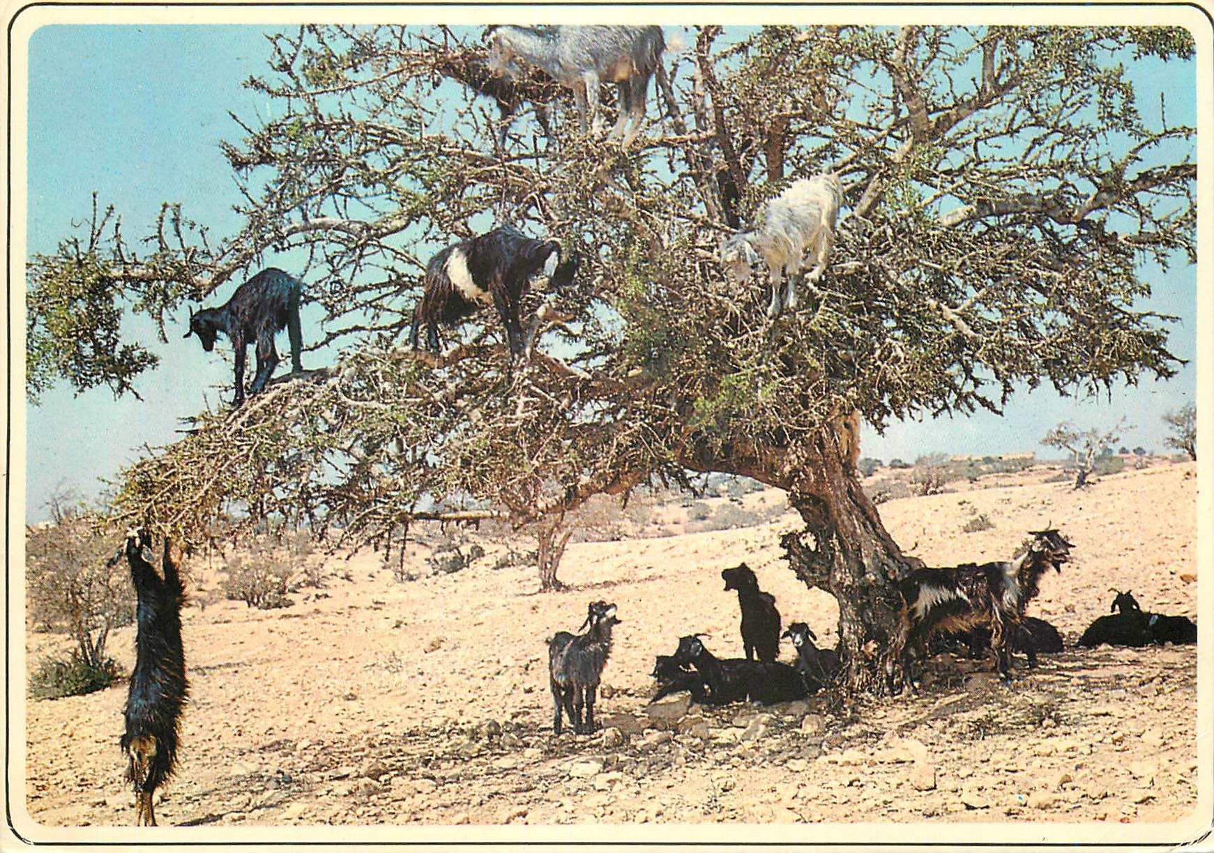 CPM Maroc typique Chevres