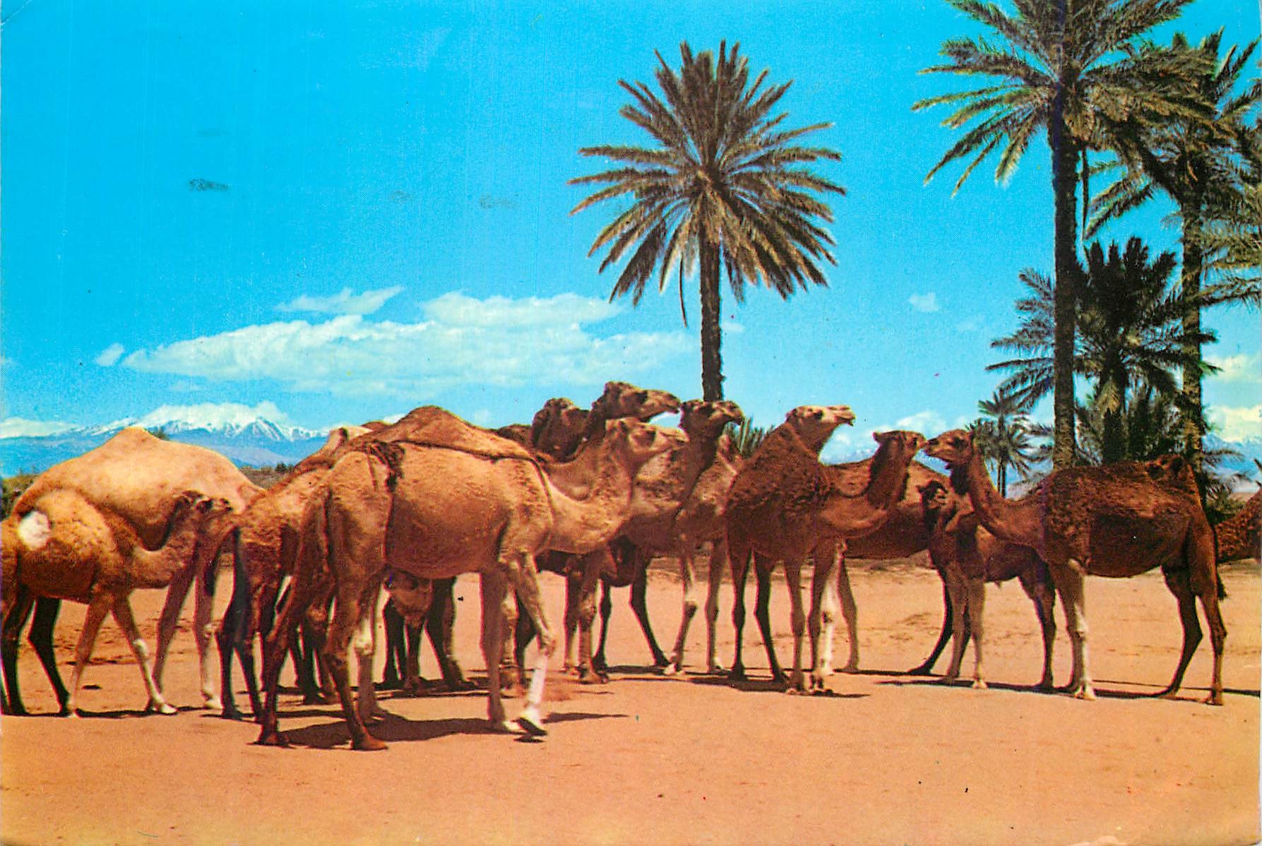 CPM Maroc typique caravane de chameaux