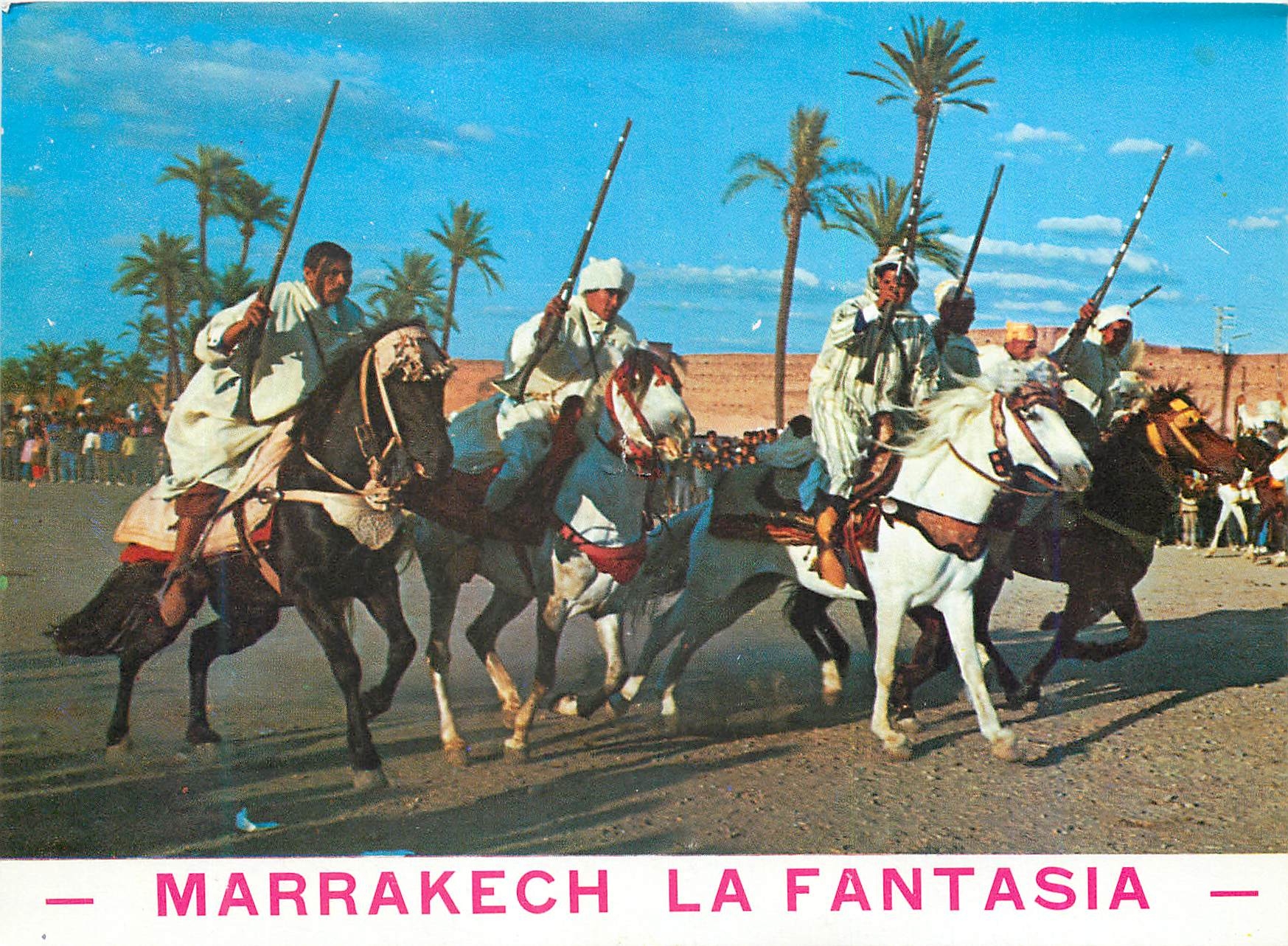 CPM Maroc typique la fantasia Chevaux