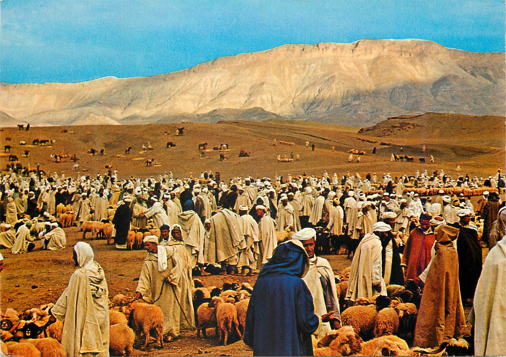 CPM Maroc typique marche aux moutons
