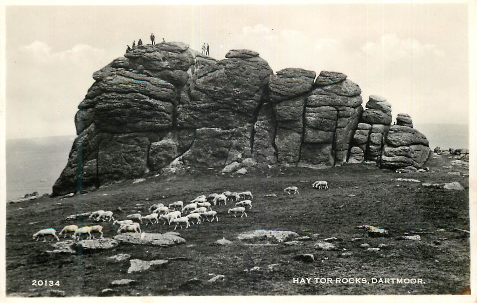 CPM Hay to rocks Dartmoor Moutons