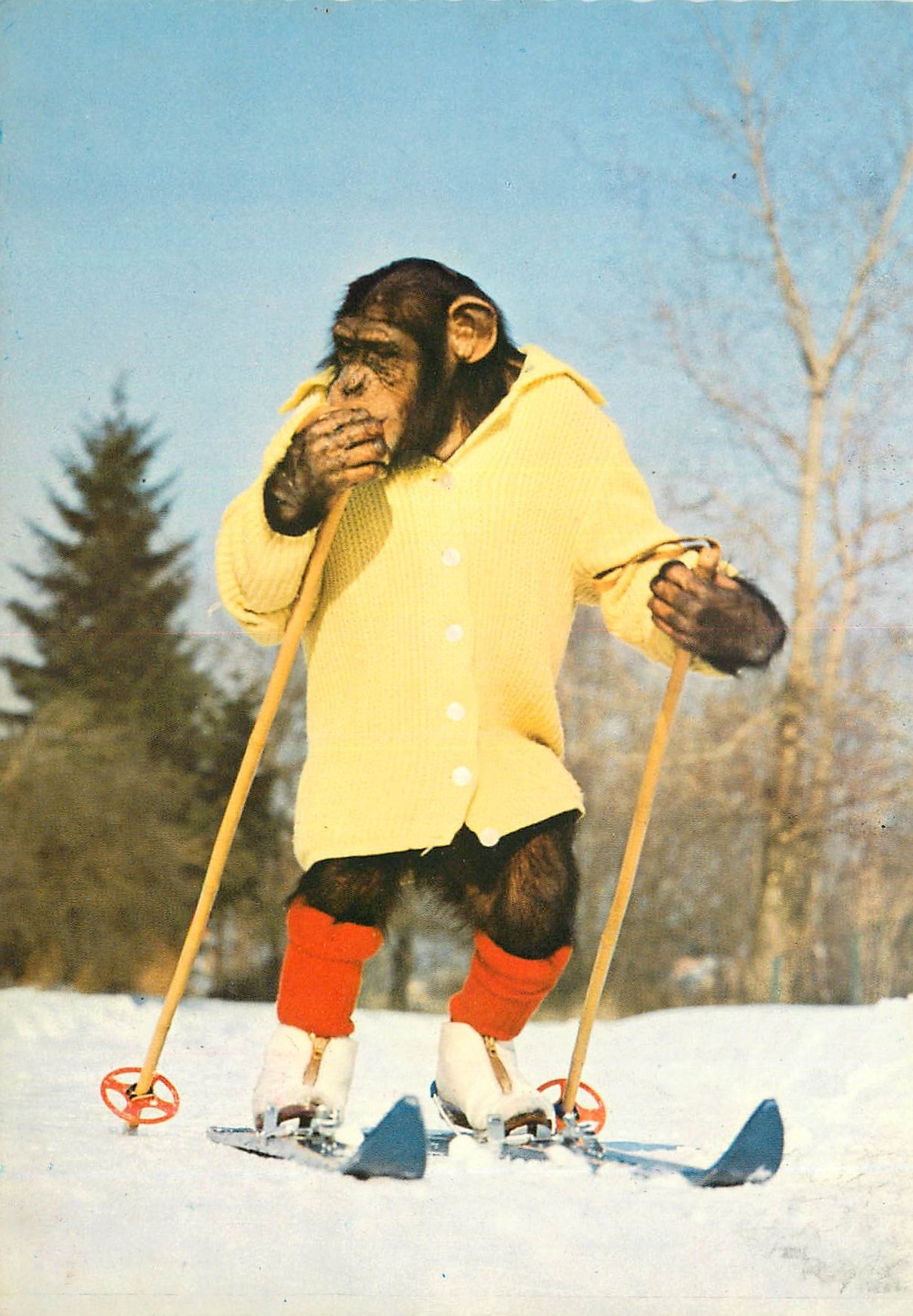 CPM Singe Chimpanzz Ski