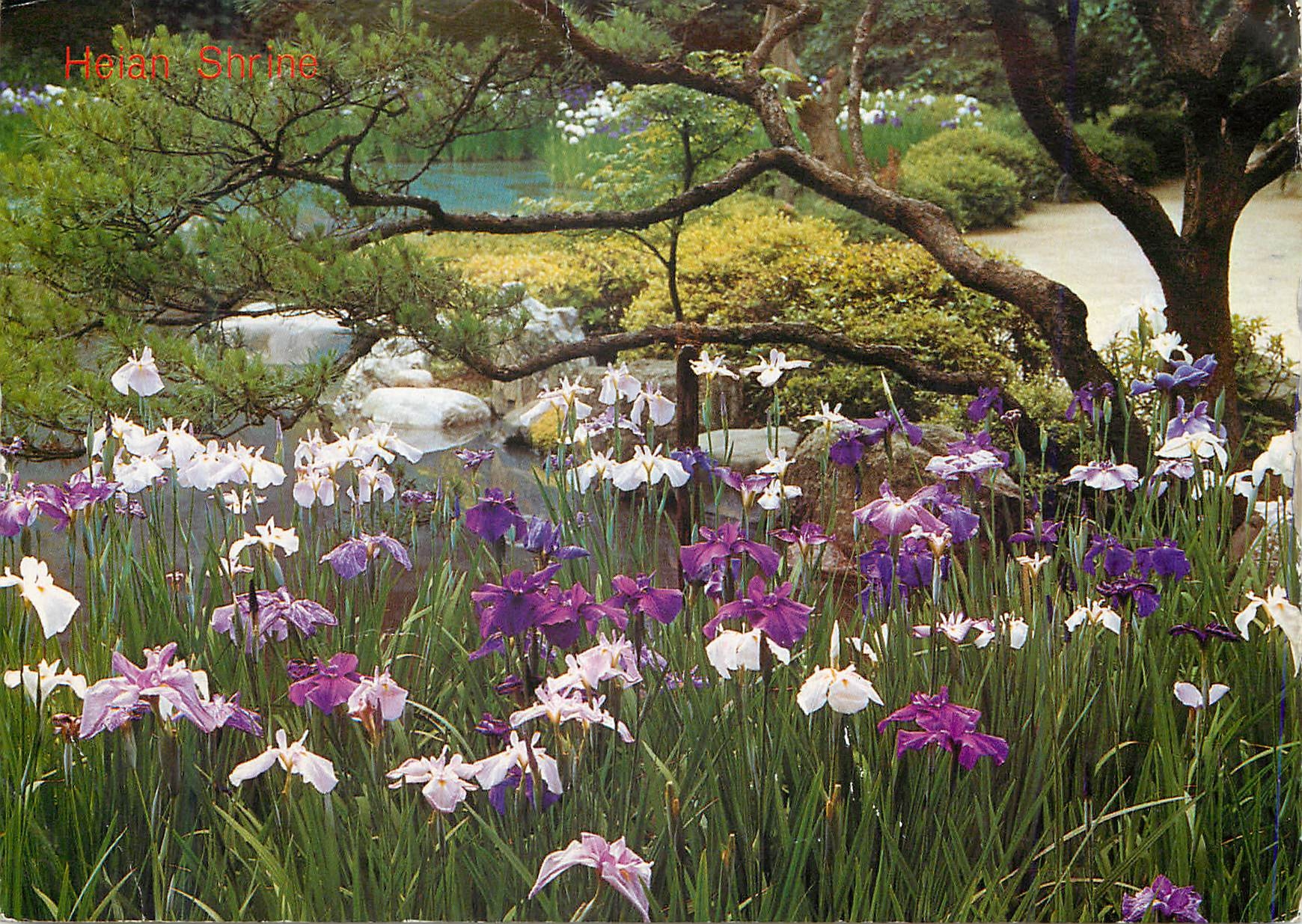 CPM L'Irisation des Fleurs dans le Jardin Du Rekiquaire (Kyoto)