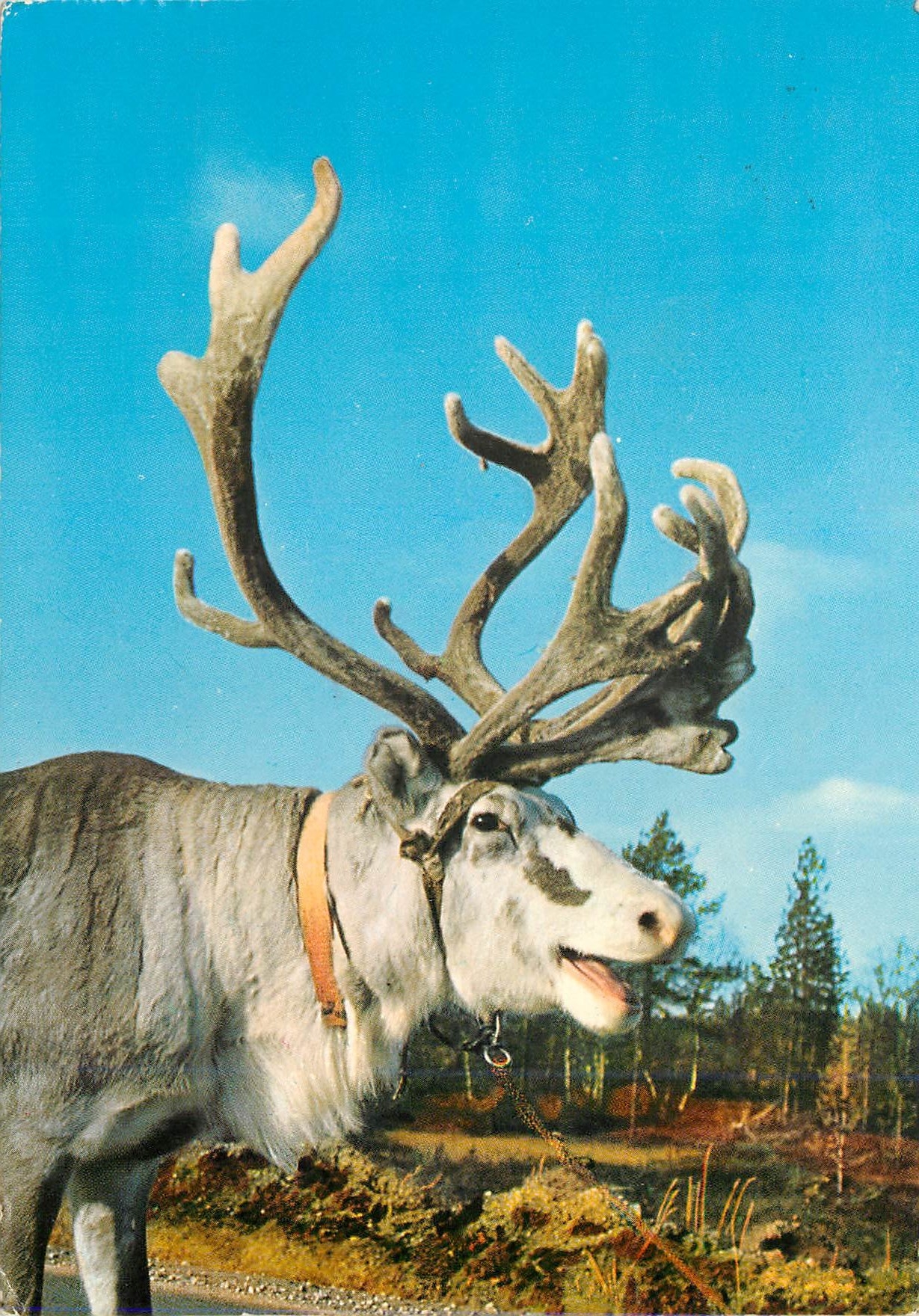 CPM Lappi Lapland Suomi Finland the Domestic Animal at the Lapps Renne