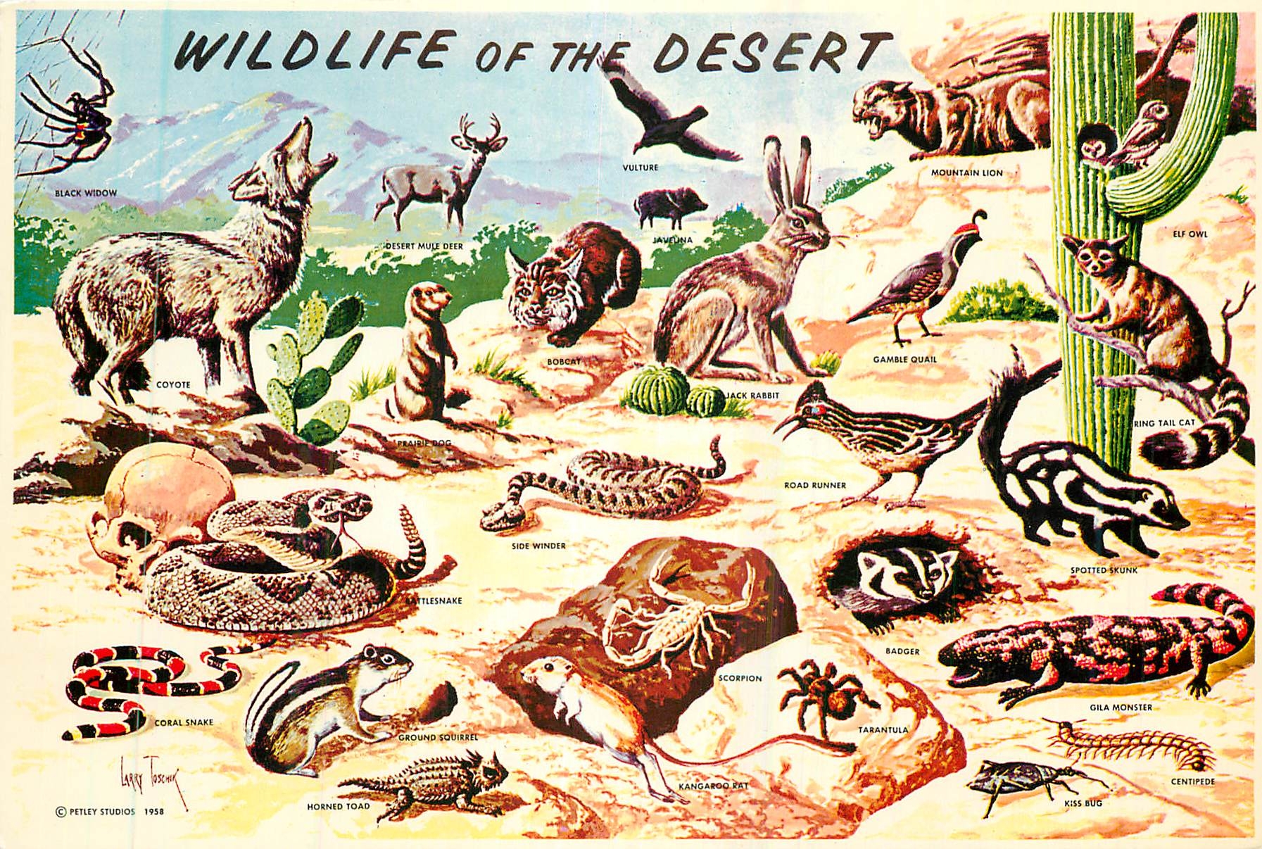 CPM Wildlife in Southwestern of the Desert