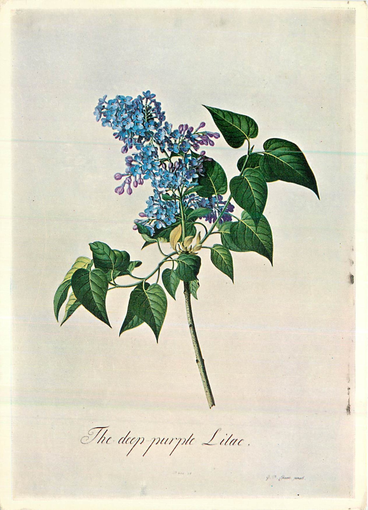 CPM The Dup Purple Lilac