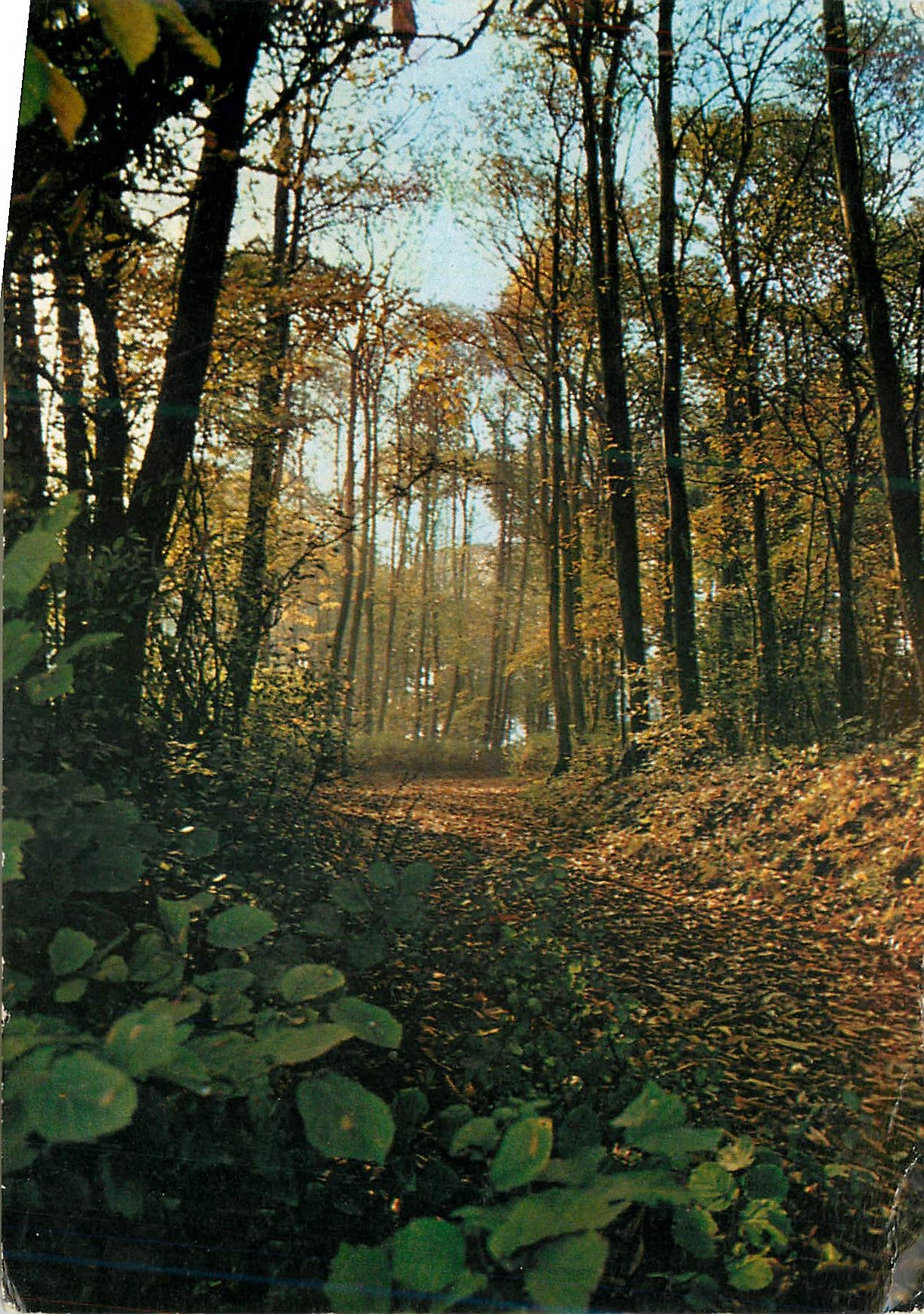 CPM Saint prix (val d'oise) sous bois en foret