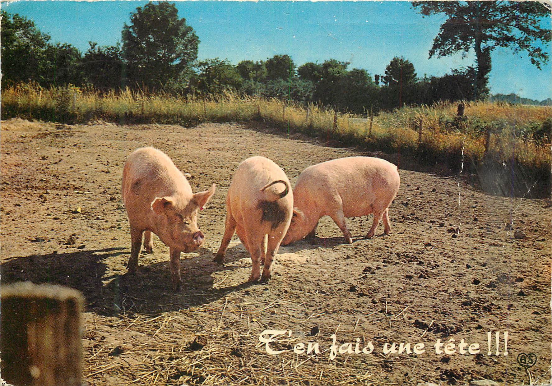 CPM T'en fais une tete Cochon Porc