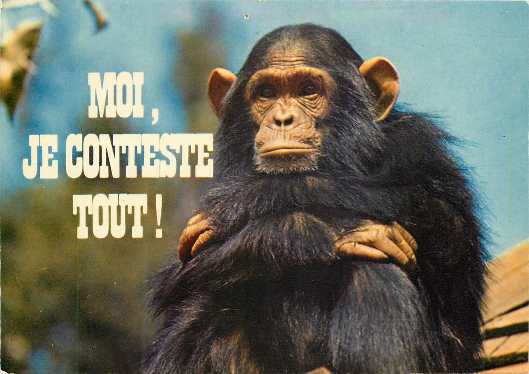 CPM Moi je conteste tout Singe Chimpanze