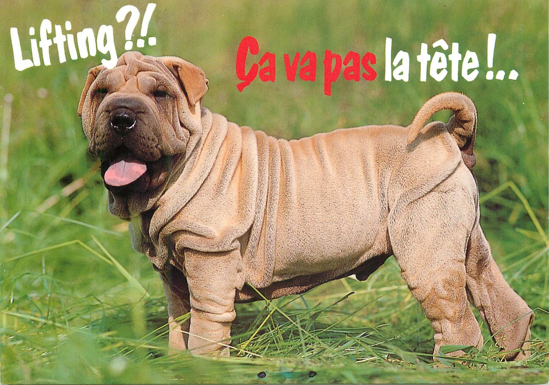 CPM Lifting ca va pas la tete Chien