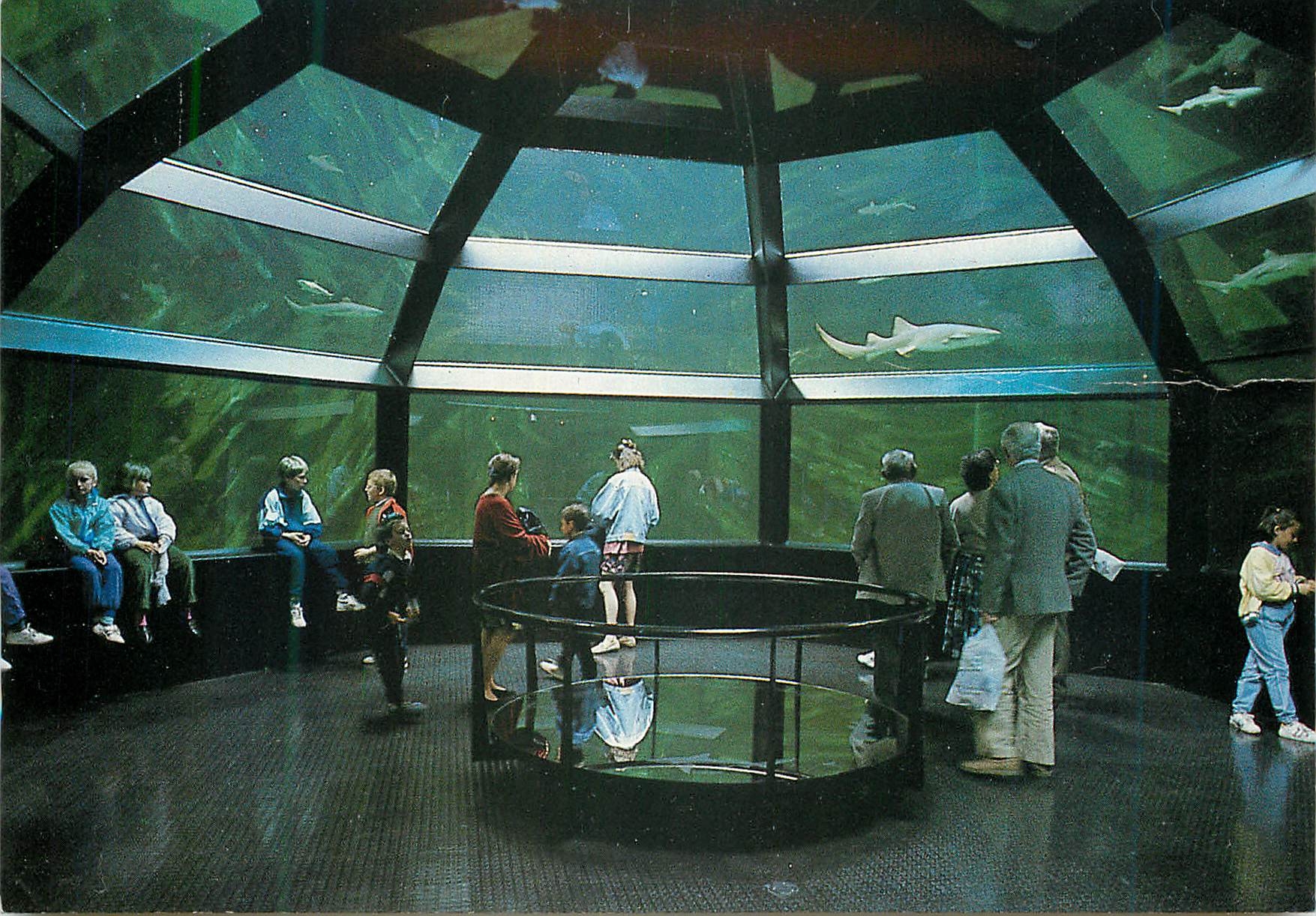 CPM Anneau des requins shark encounter tank Nausicaa
