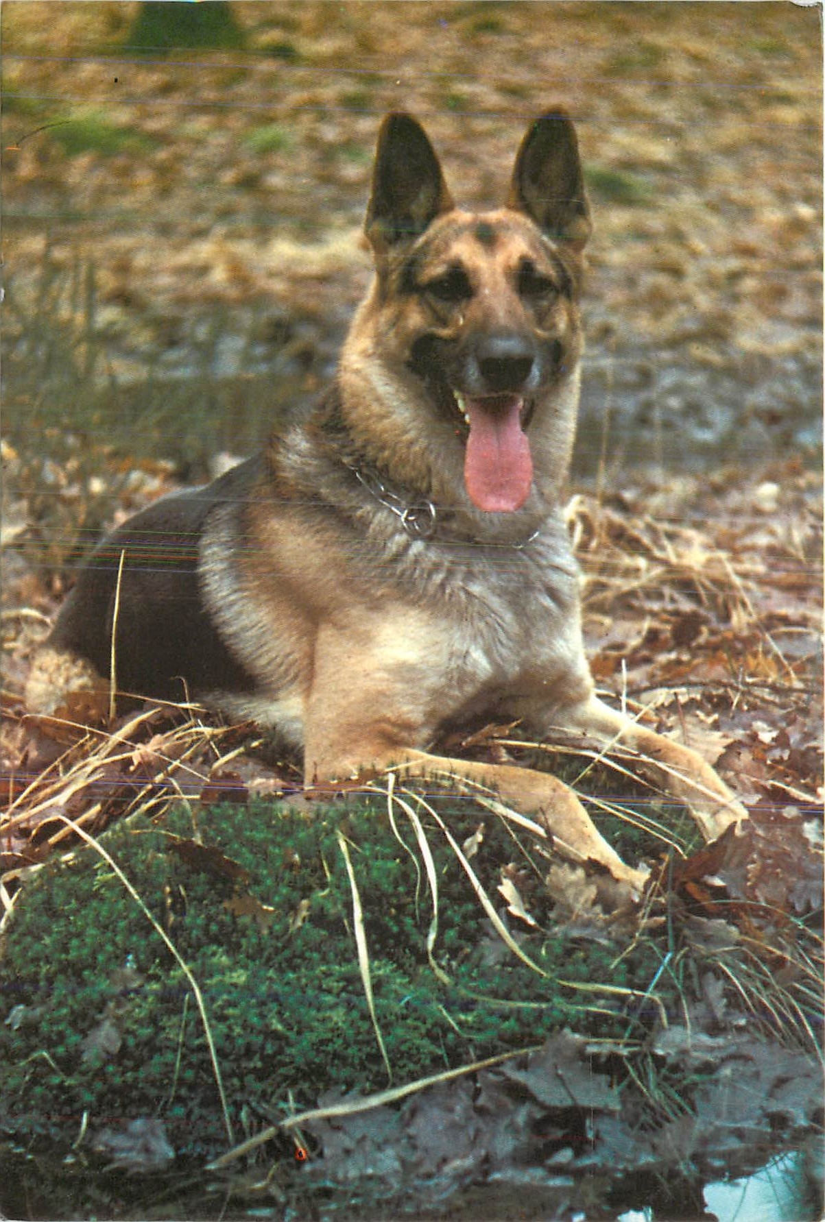 CPM Chien Berger allemand