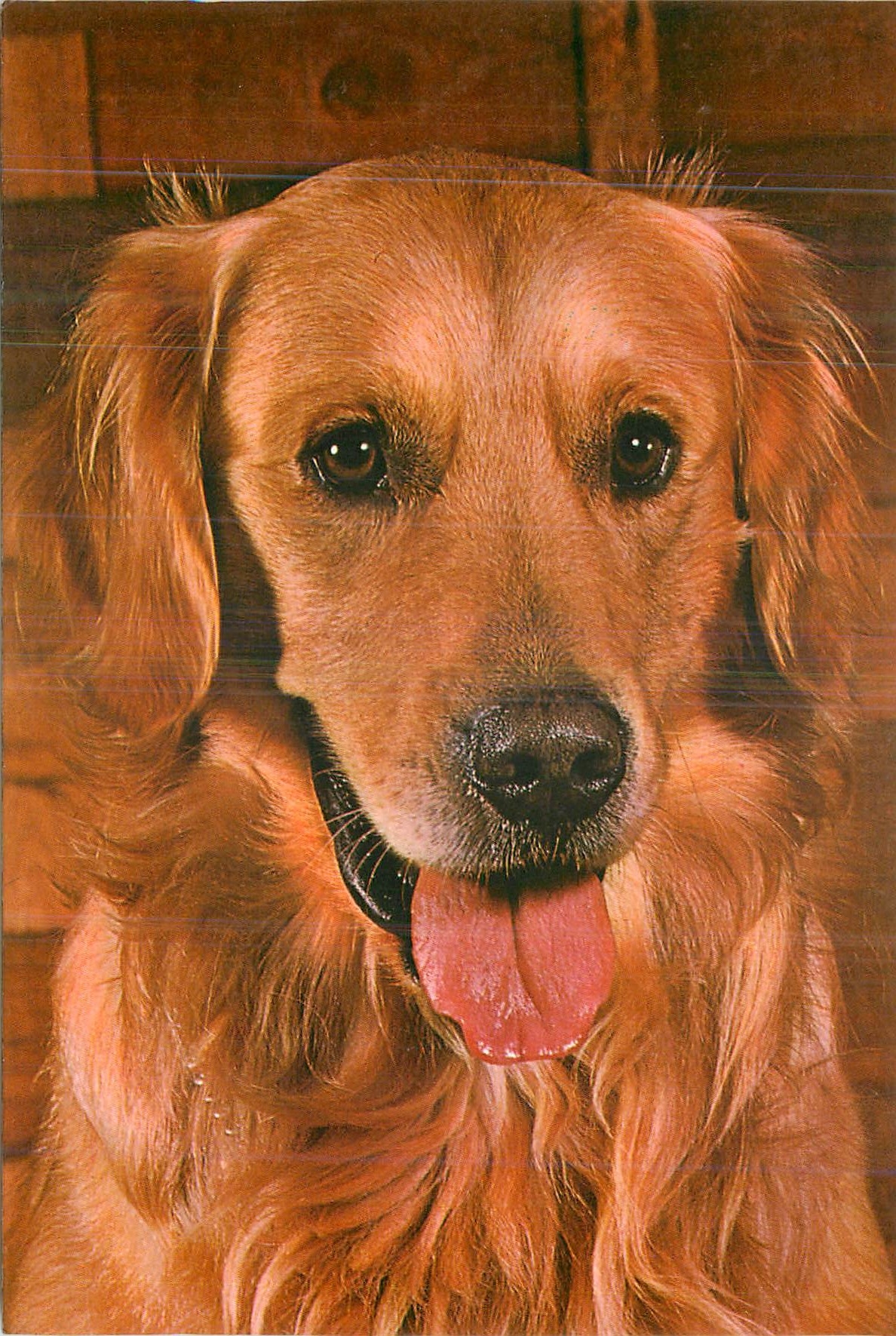 CPM Chien