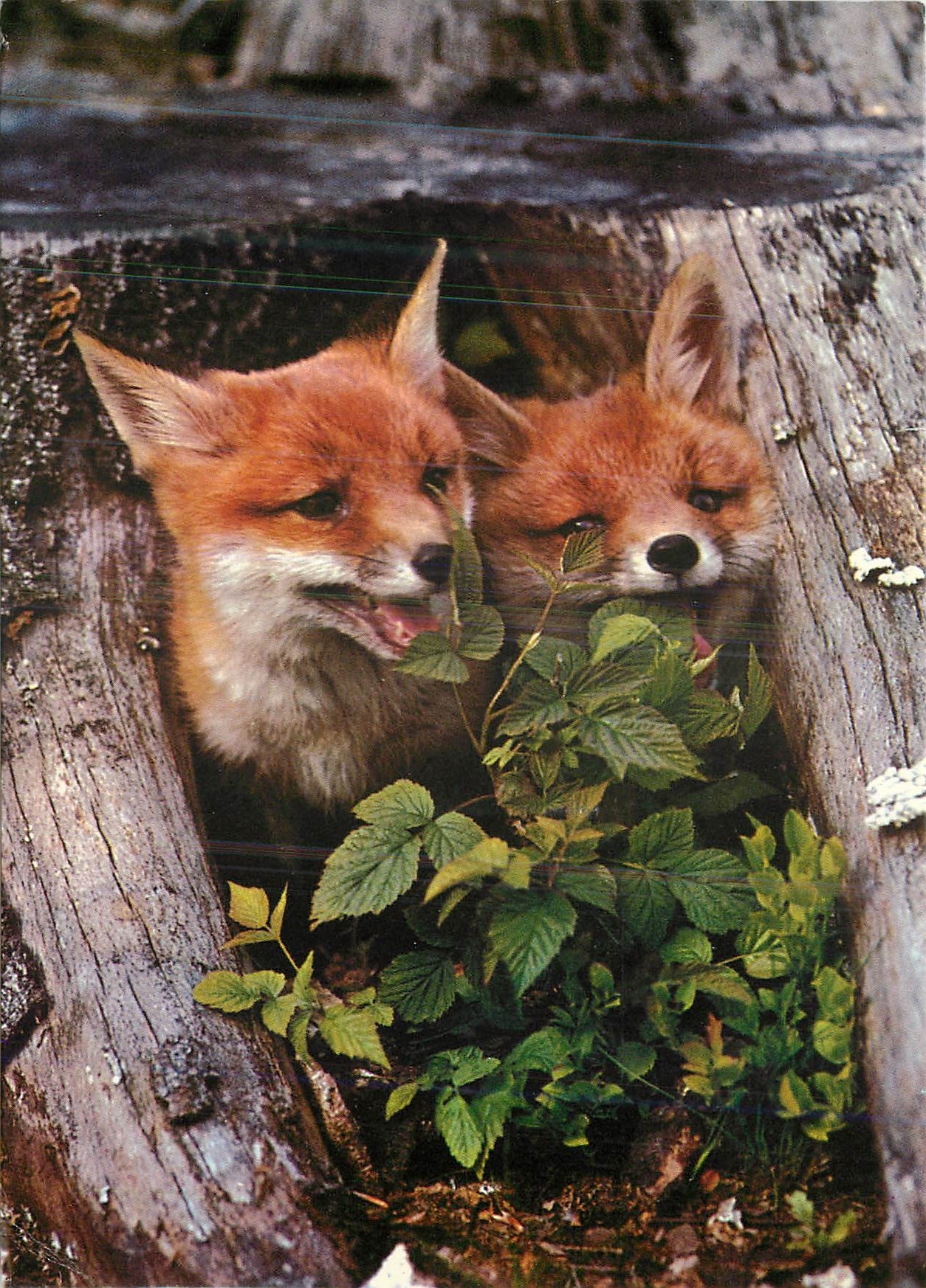 CPM Animaux Renardeaux Renards