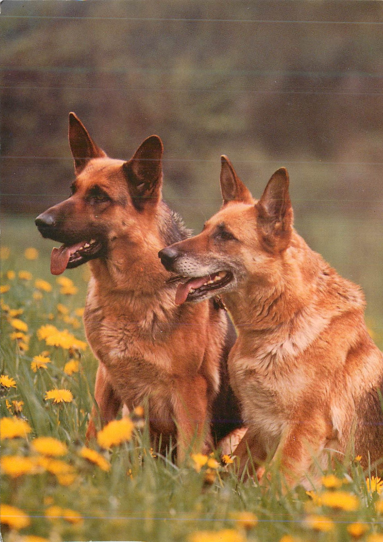 CPM Chien de Berger Allemands