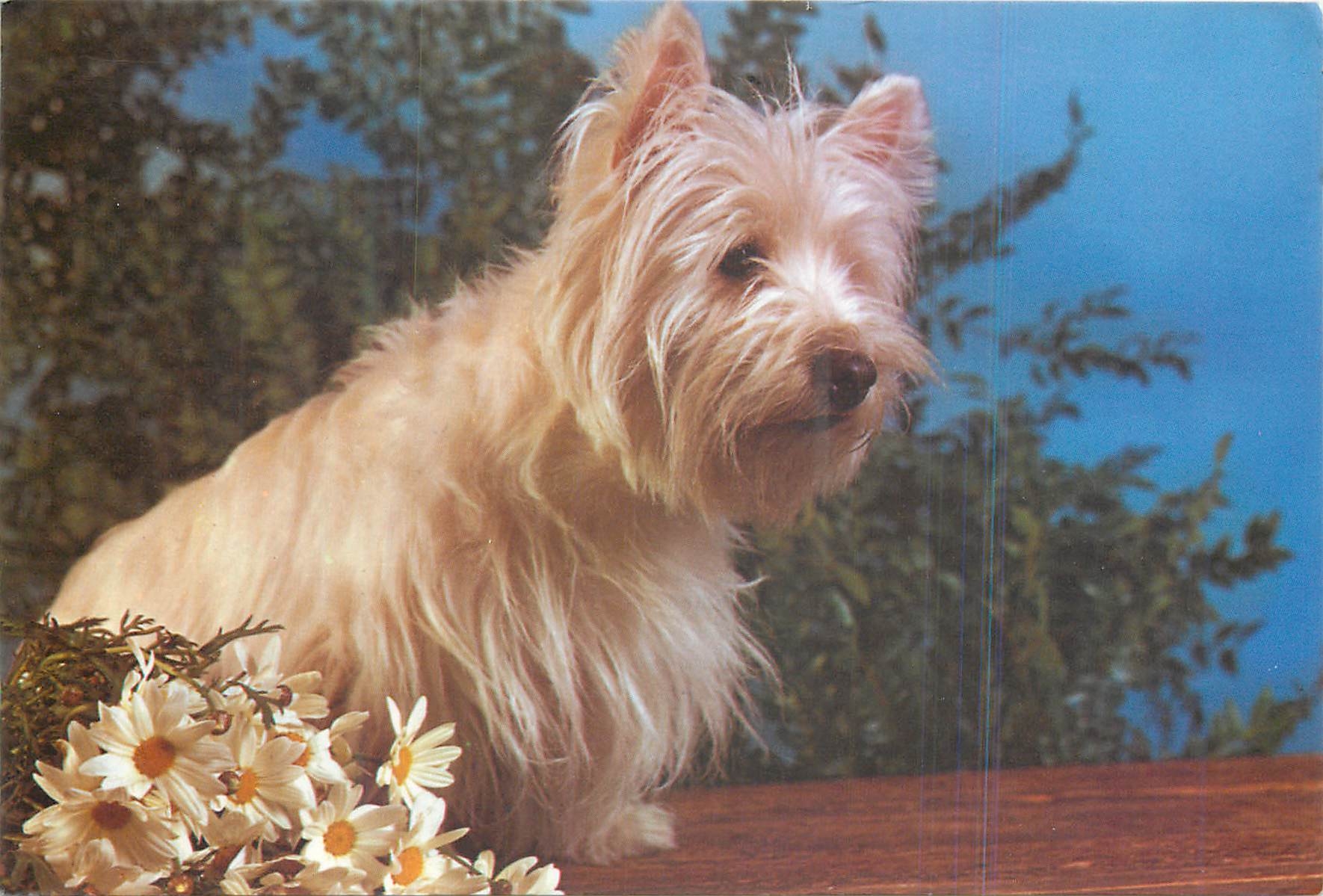 CPM Chien