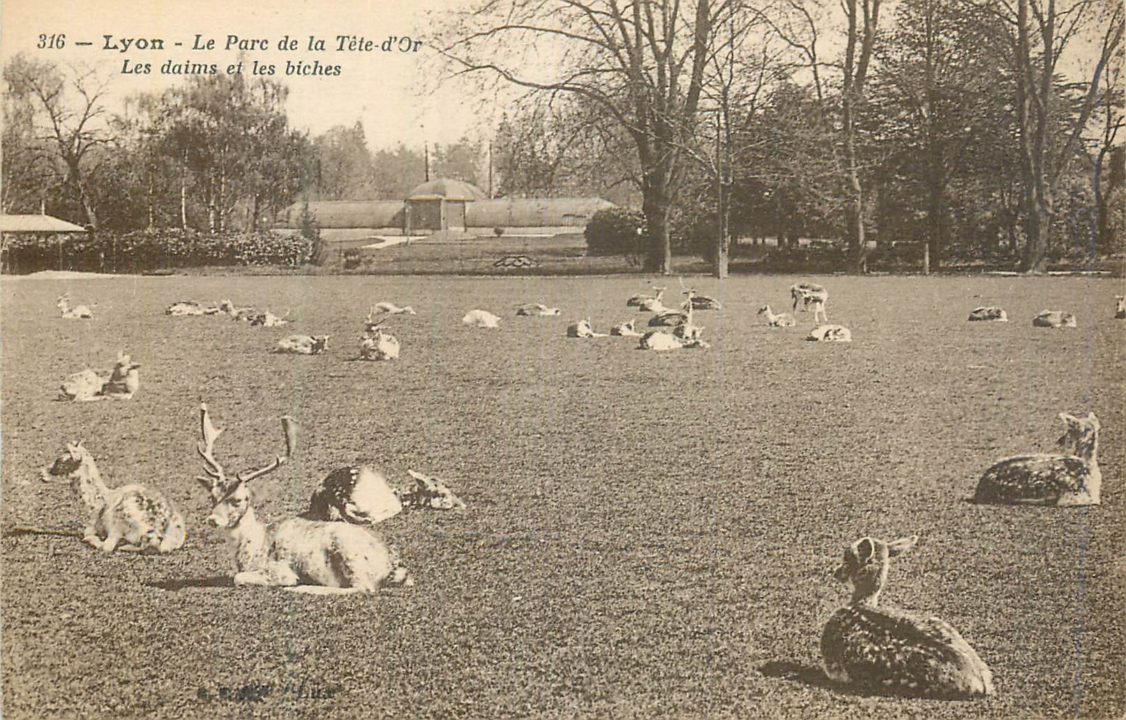 CPA Lyon le parc de la tete d'or les daims et les biches