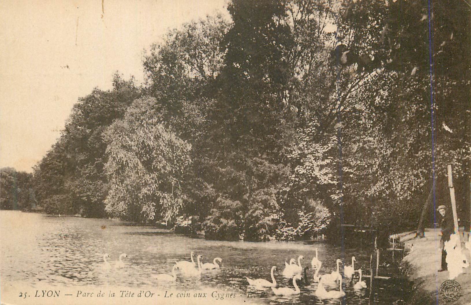 CPA Lyon Parc de la Tete d'Or Le Coin aux Cygnes