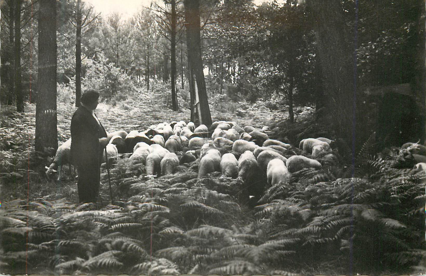 CPM Ares (Gironde) Paturage dans la Foret Moutons
