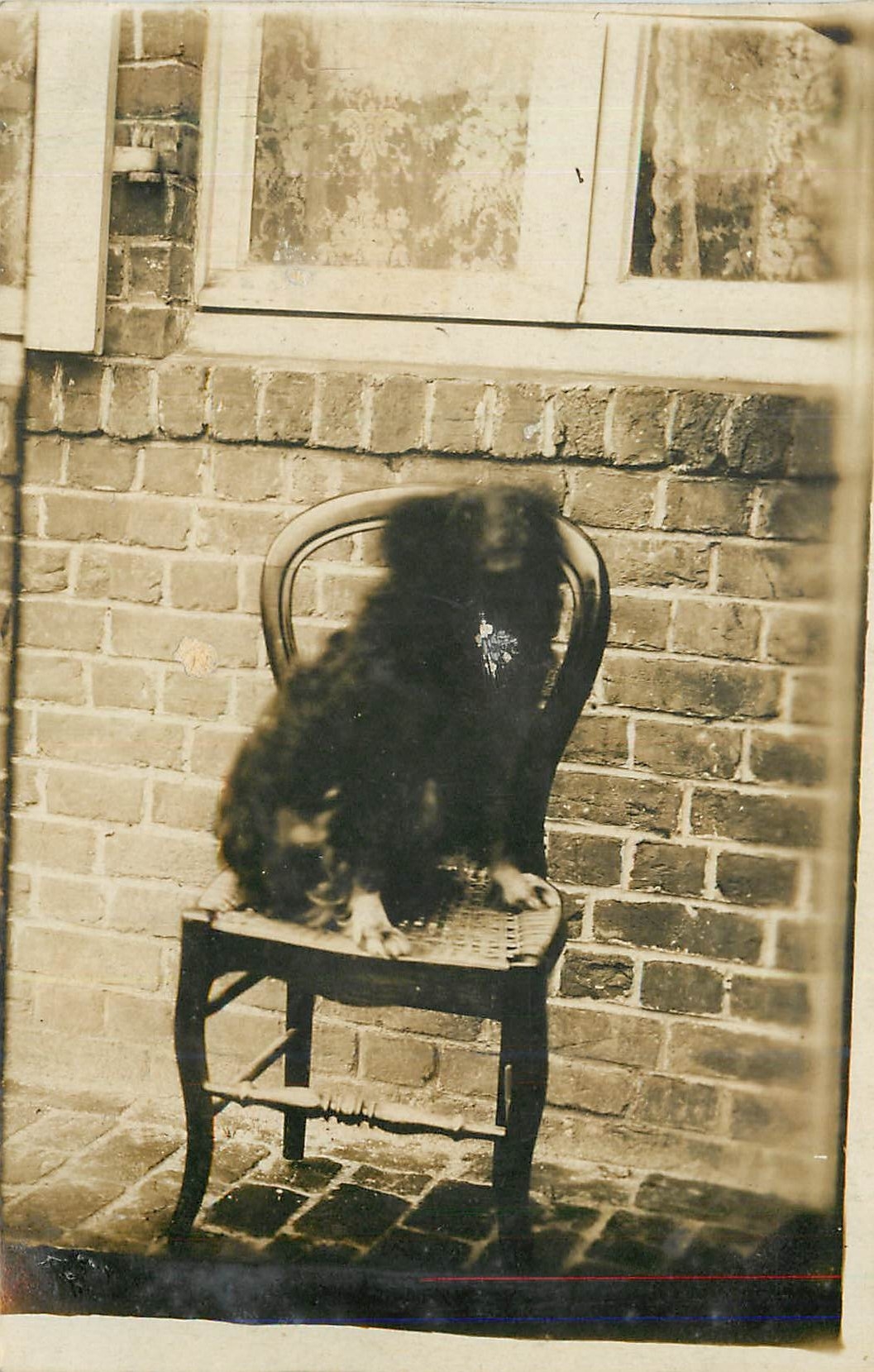 CARTE PHOTO Aleron Remesure Chien