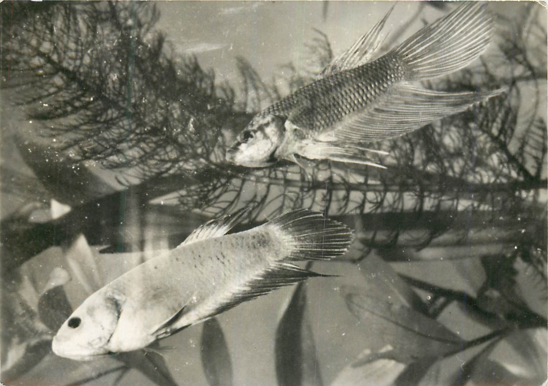 CPM Proteosulfan tolerance gastrique parfaite betta splendens 