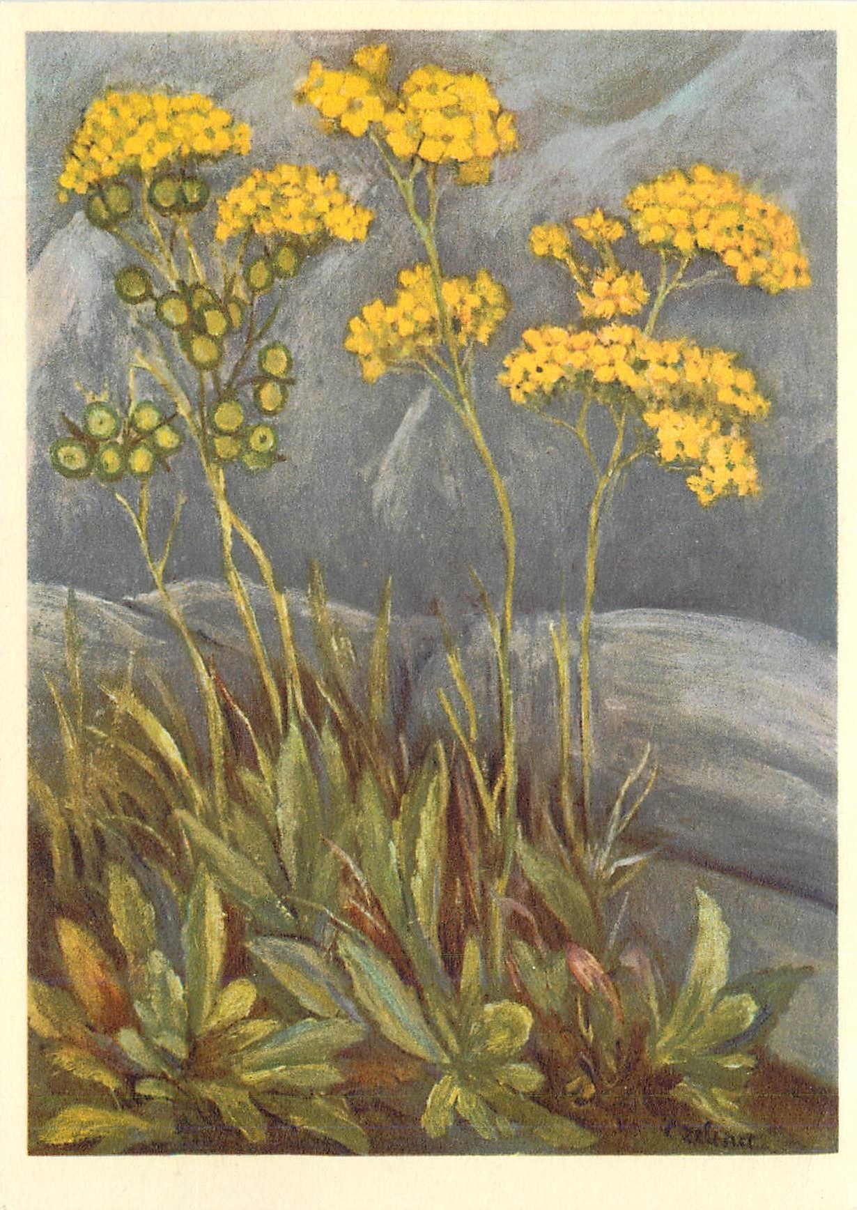 CPM Cruciferae Biscutella Levidala Doppelschild Lunetiere Bisculeta