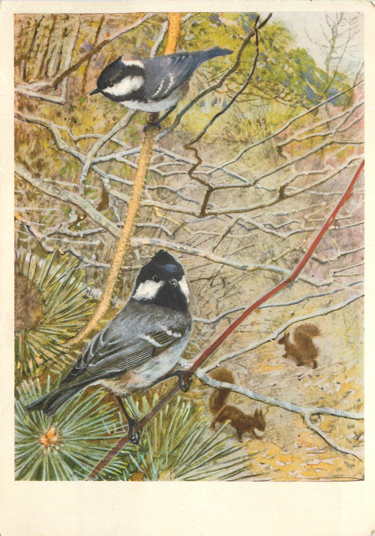 CPM Aquarelle de Leo Paul Robert 1851 1925 La Mesange Noire Femelle Male Dep Musee d'Histoire Naturelle