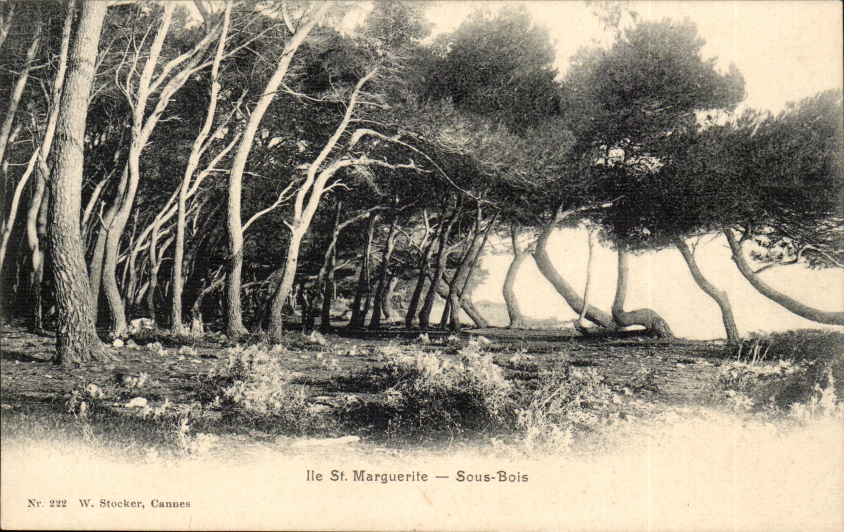 VAr - Island Sainte - Marguerite - Underwood - CPA