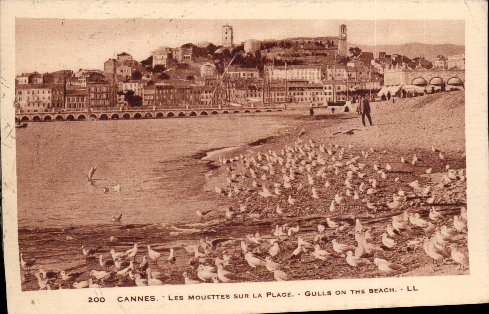 Cannes - Gulls on the Beach - Gulls one the Beach - CPA