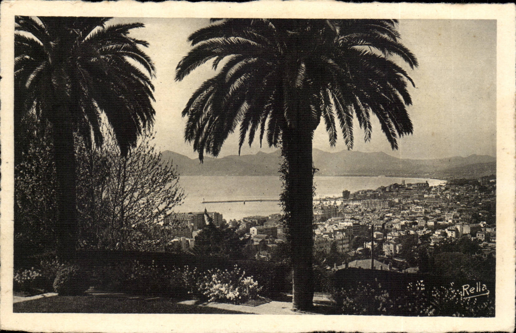 Cannes - View - palm tree - CPA