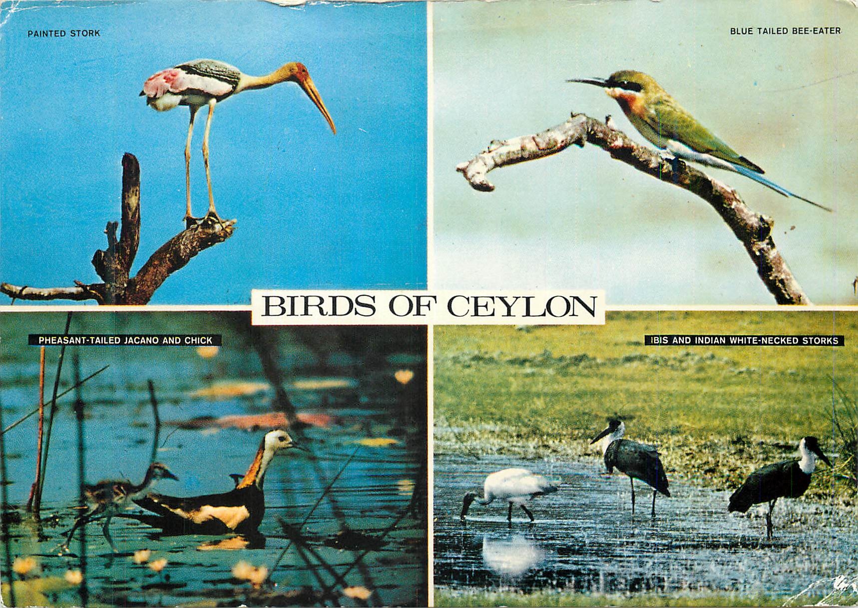 CPM Bird of ceylon