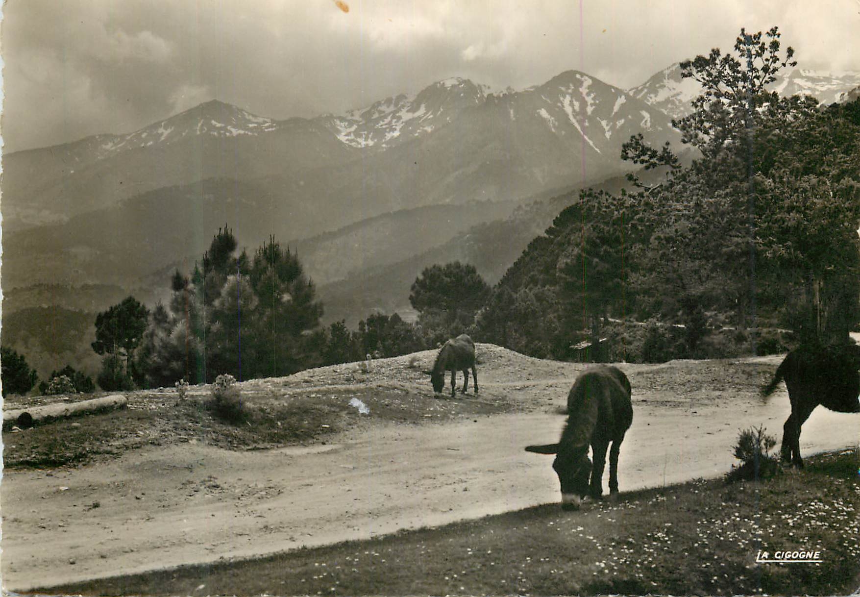 CPM 2012413 en corse de ghisoni a zicavo foret de marmano Ane Donkey