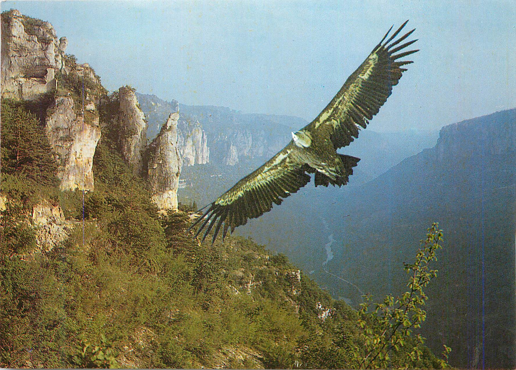 CPM Vautour fauve ce grand planeur (2 80 m d envergure) a disparu des cevennes en 1940