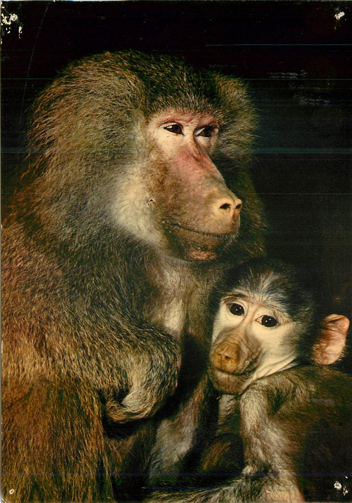 CPM Faune africaine babouins Singe