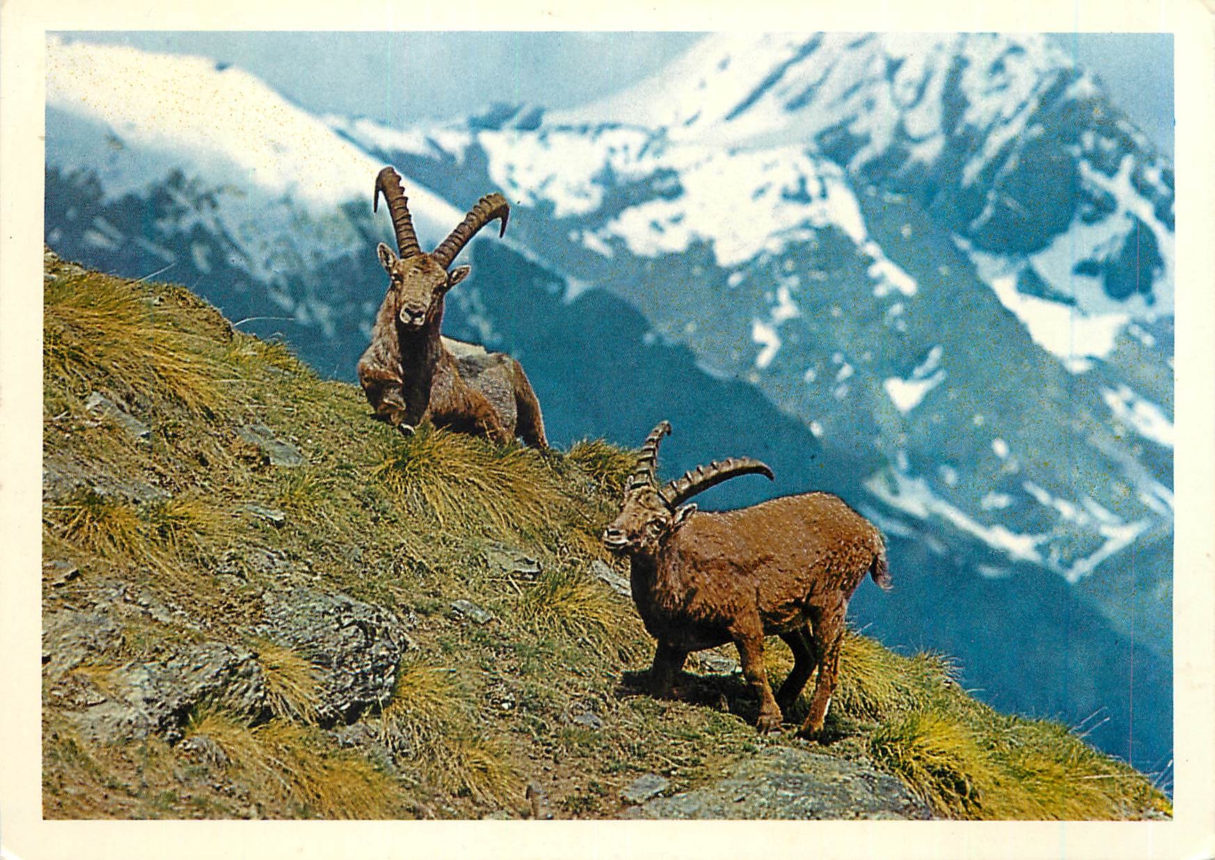 CPM 361 bovidae capra ibex (140 155 cm)