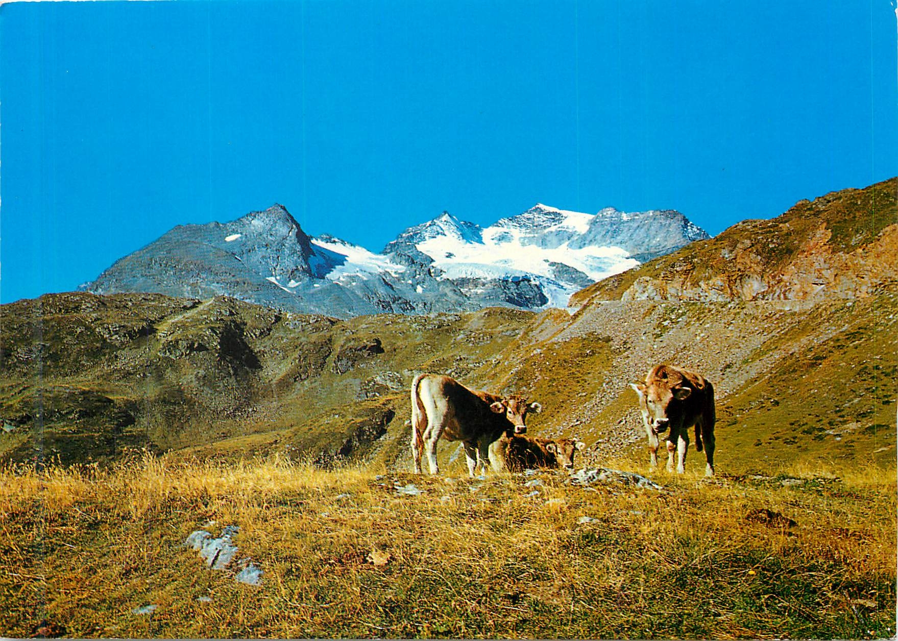 CPM 35 115 auf der alp im engadin Vaches