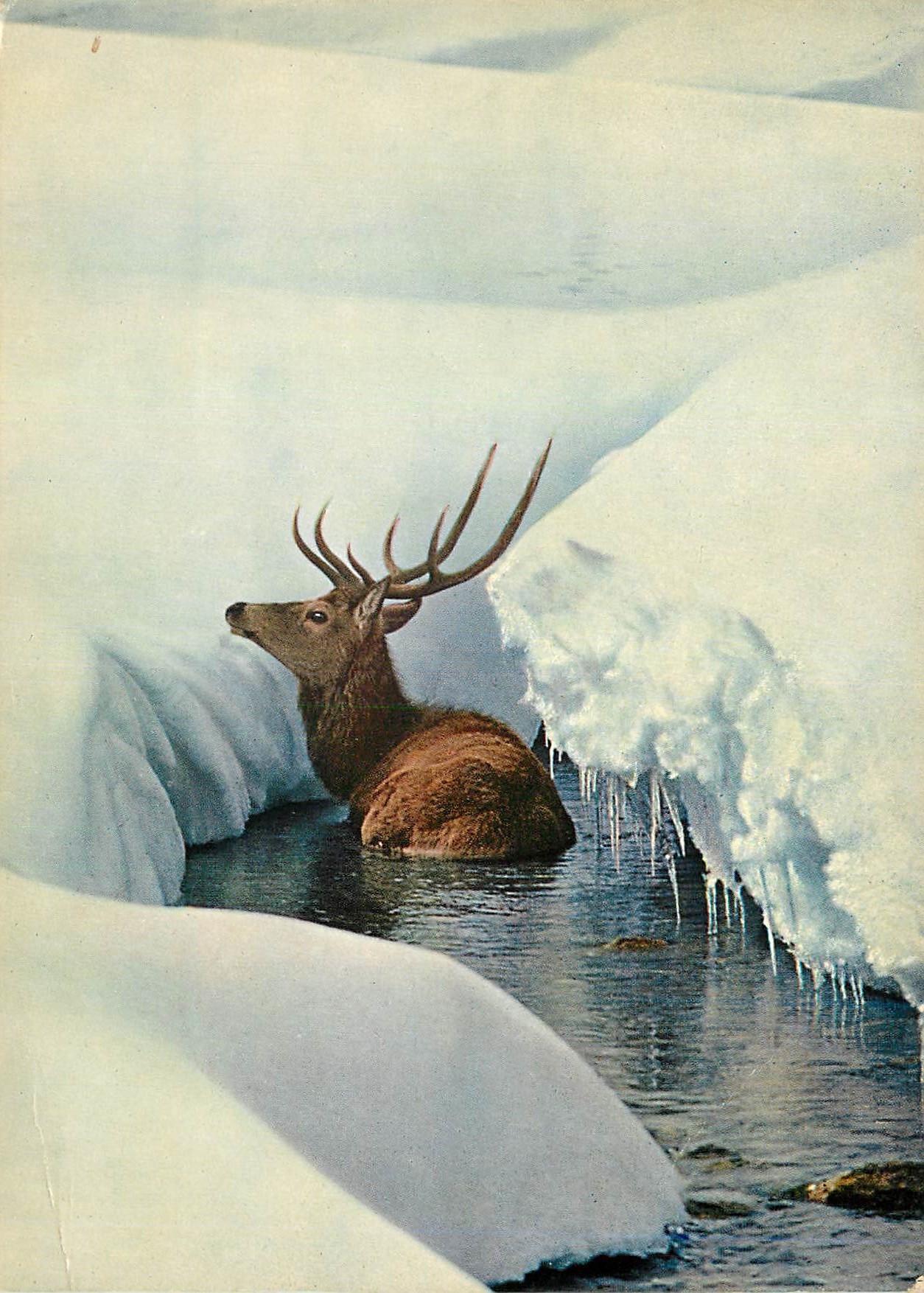 CPM Stag