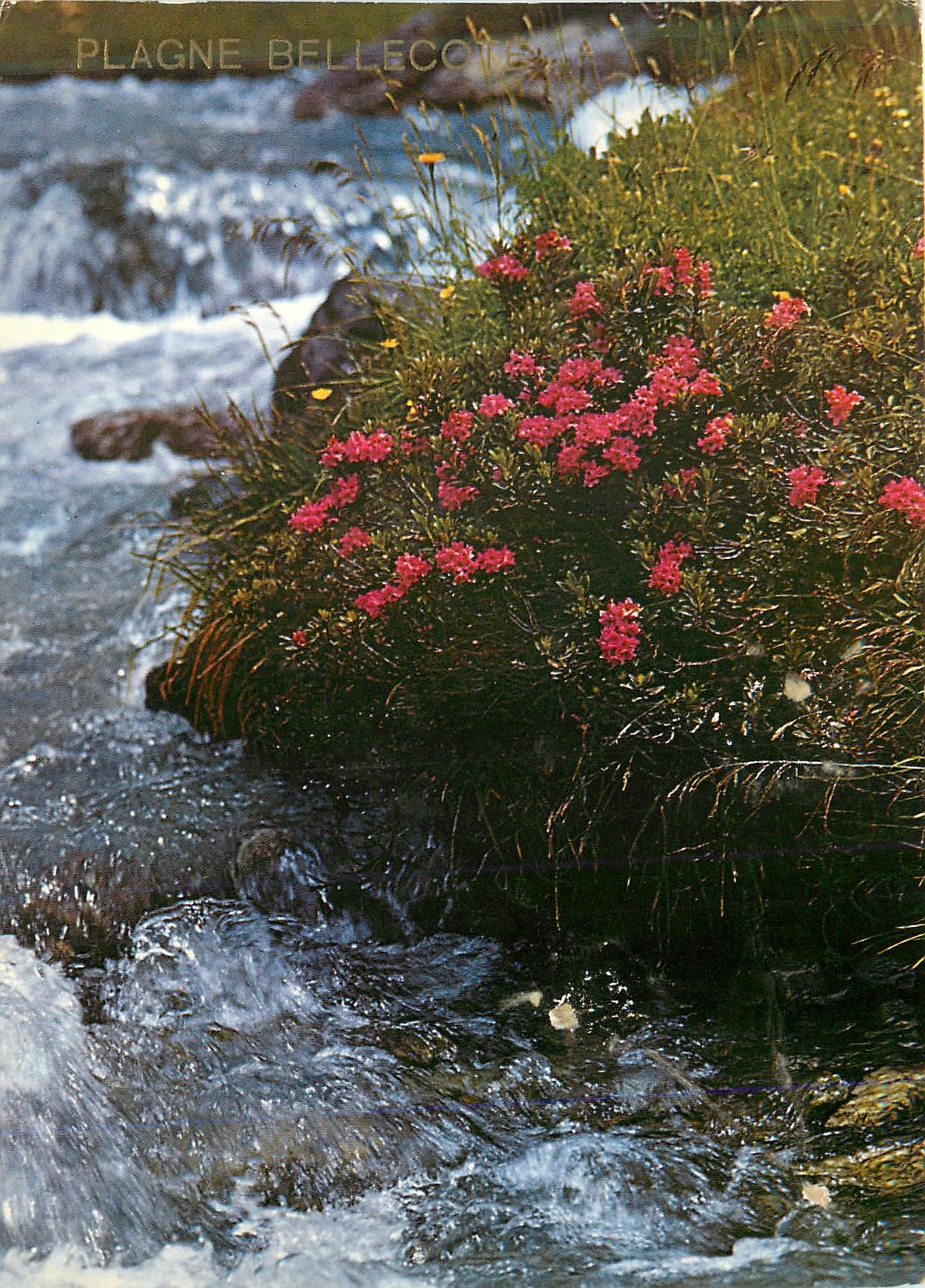 CPM Rhododendron Ferrugineux