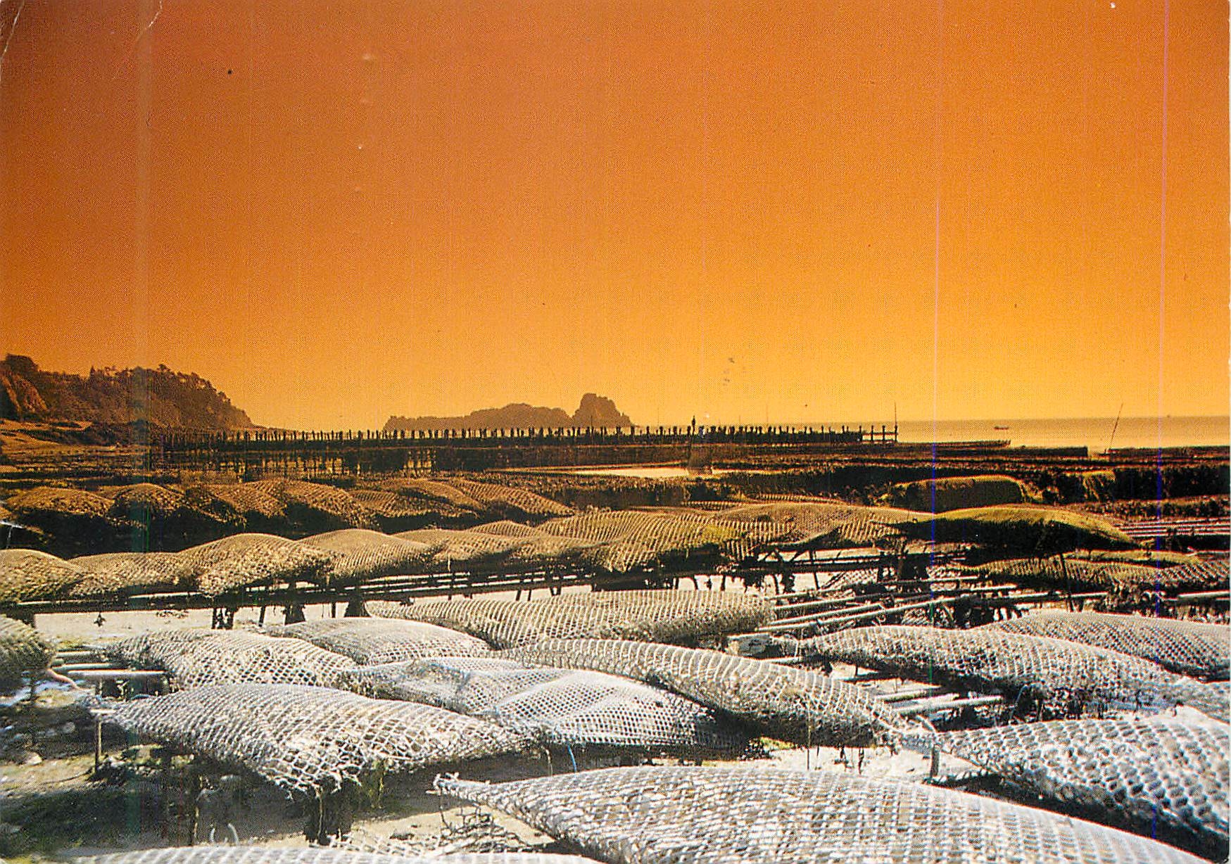 CPM Cancale (Ille et Vilaine) Les Parcs a Huitres