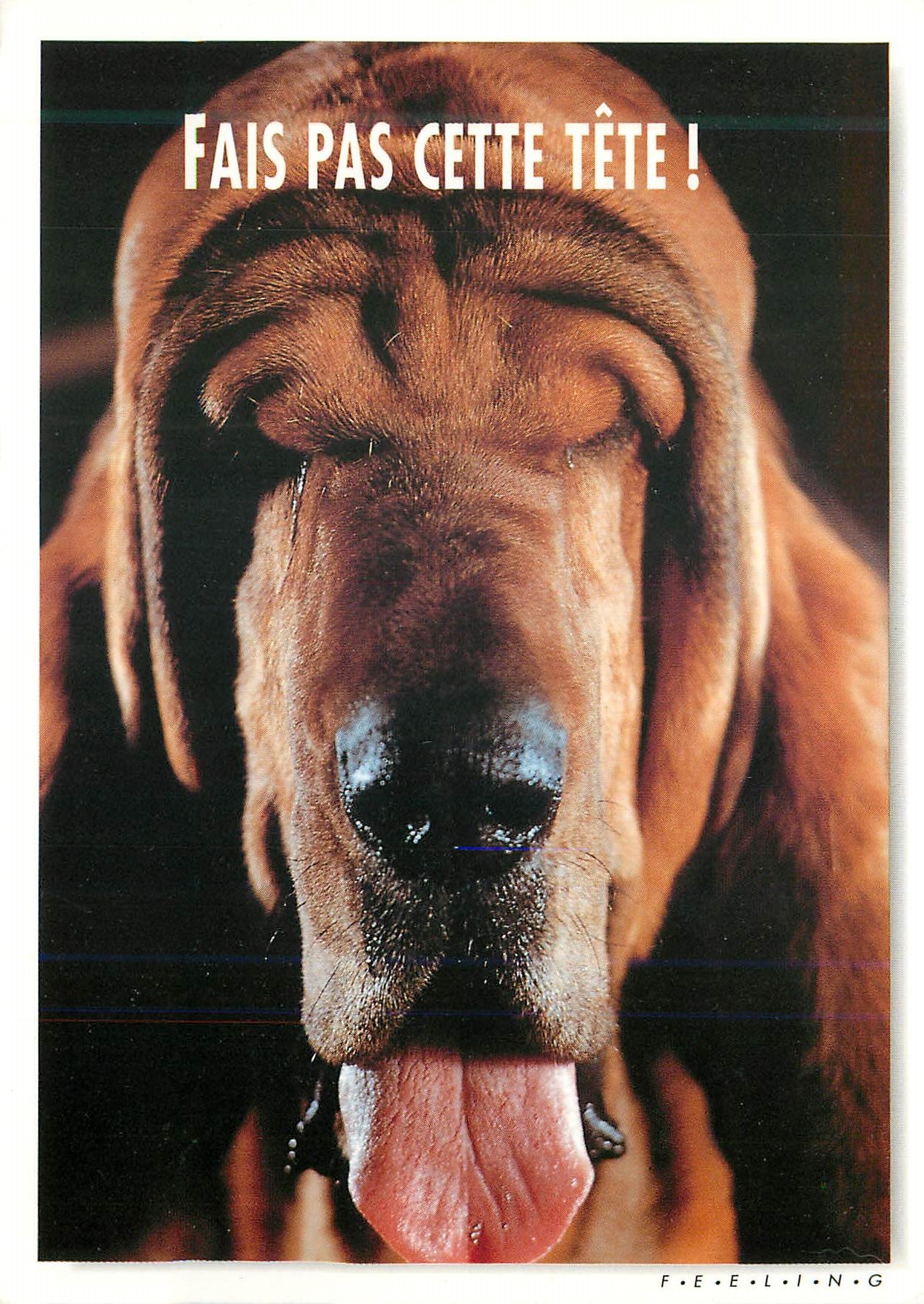 CPM Fais pas Cette Tete Mots de Passe Chien Basset