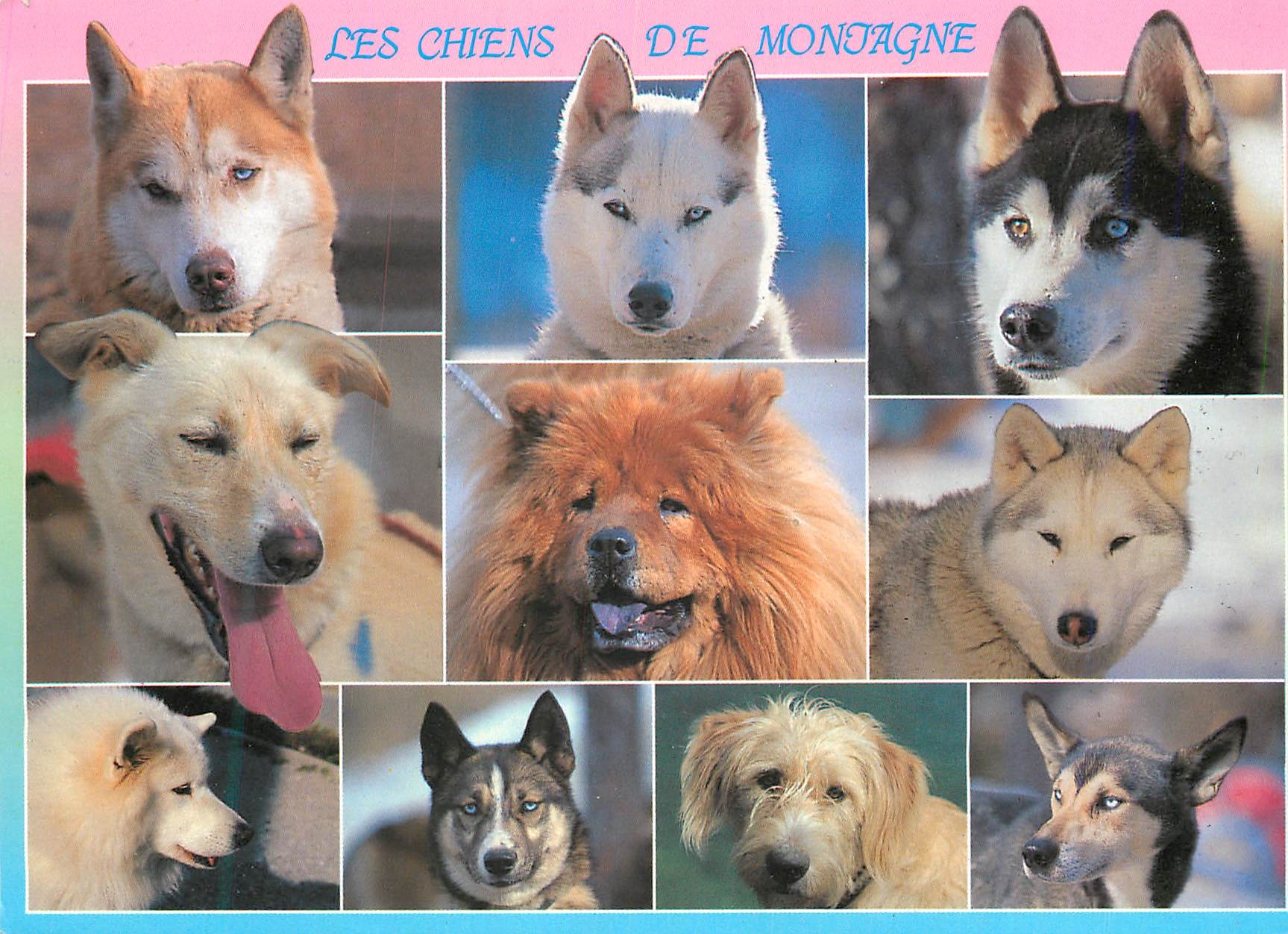 CPM les Chiens de Montagne Chien Esquimau du Groenland